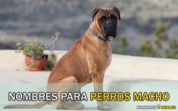 nombres para perros macho