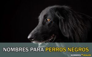 Nombres para Perros Negros