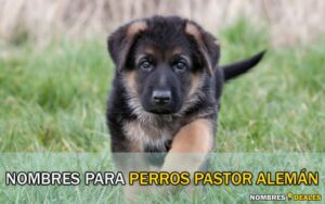 Nombres para Perros Pastor Alemán