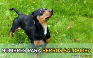 Nombres para Perros Salchicha