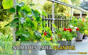 Nombres para Plantas