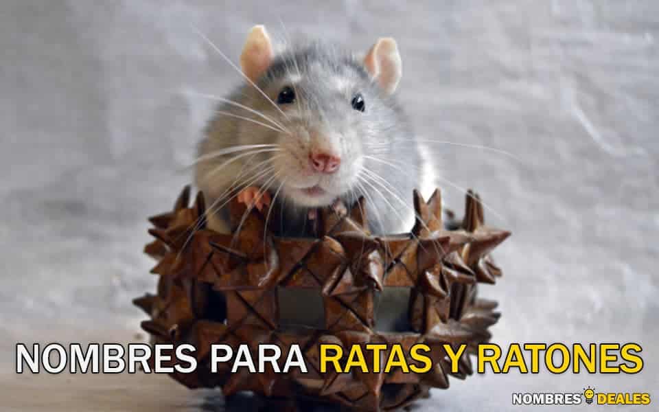 nombres para ratas y ratones