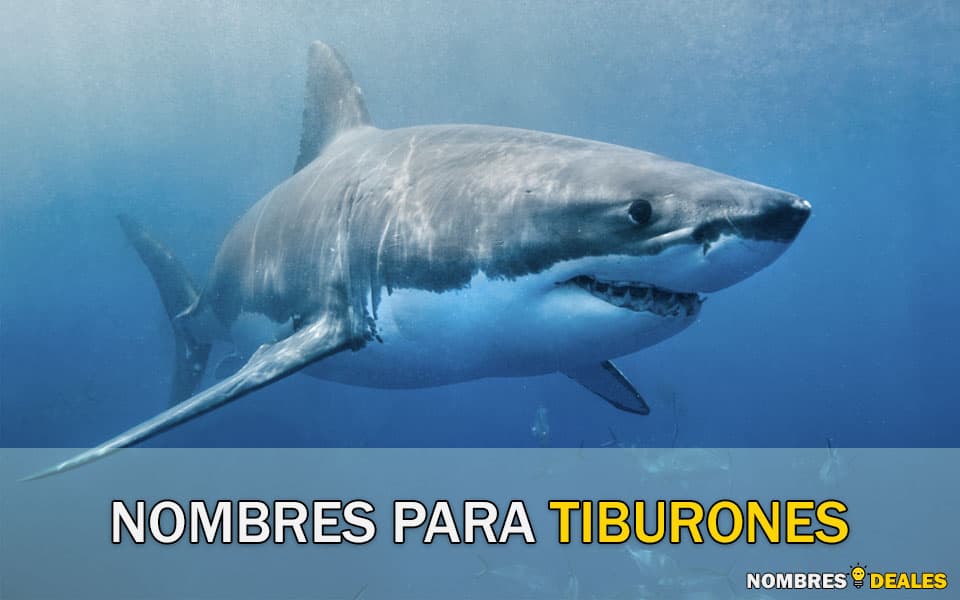 nombres para tiburones