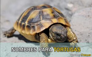 Nombres para Tortugas