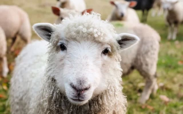 oveja graciosa mirando a la camara