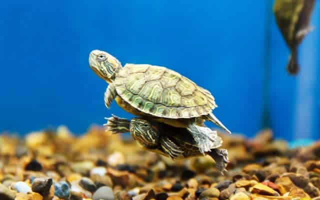 pequeñas tortugas de agua nadando en un acuario