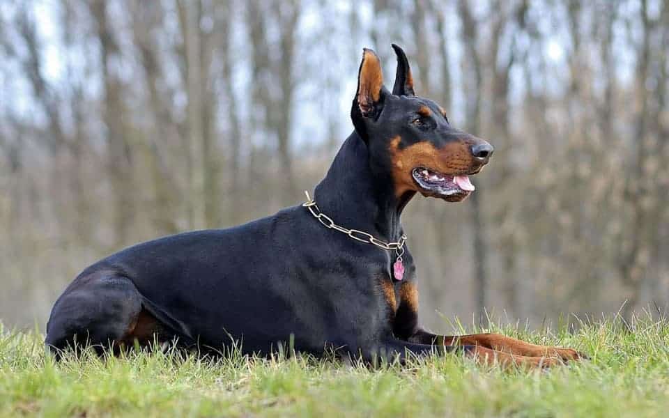 perro doberman tumbado en hierba