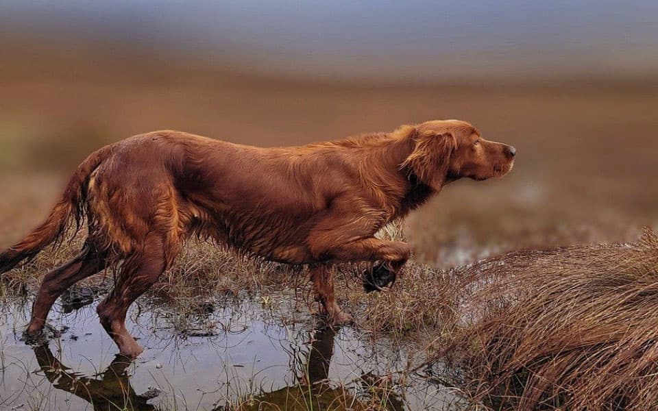 perro en posicion de caza