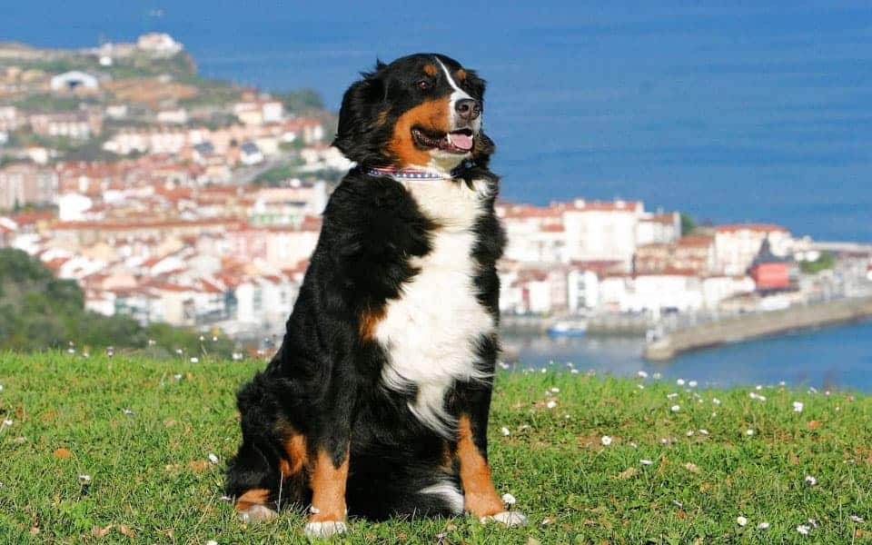 perro vasco