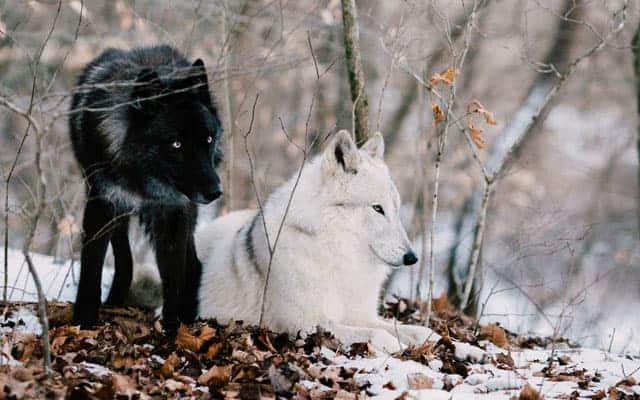 un lobo negro y otro blanco sobre hojas secas en un bosque nevado